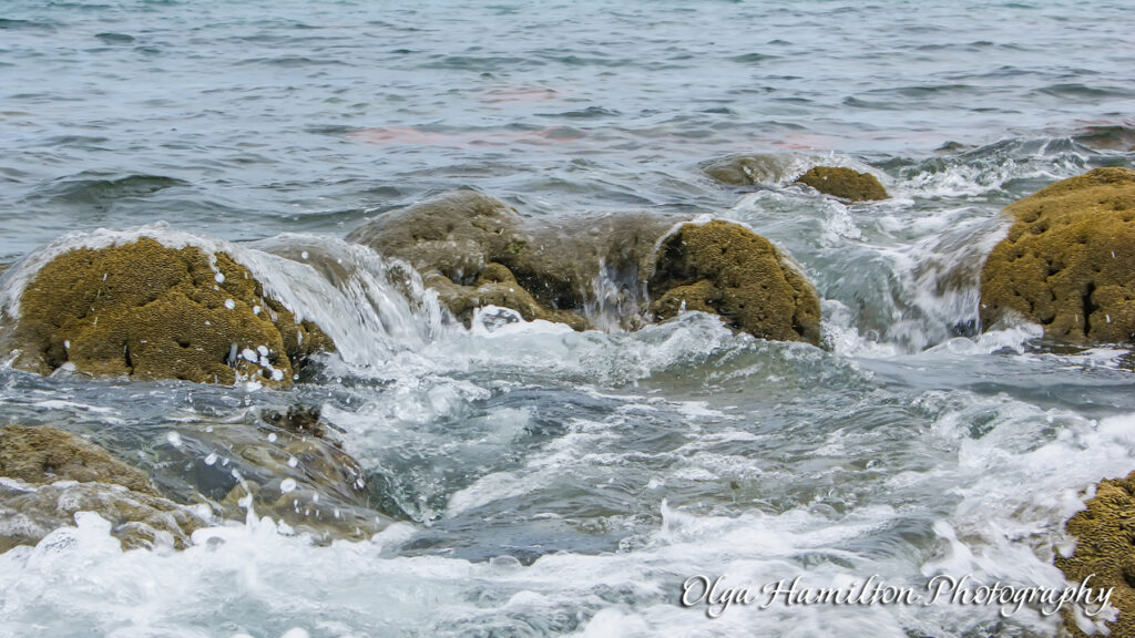 Bathtub Reef:, Stuart, Florida: A  Living Reef Built by Tiny Sea Worms - tube-building Sabellariid sea worms.