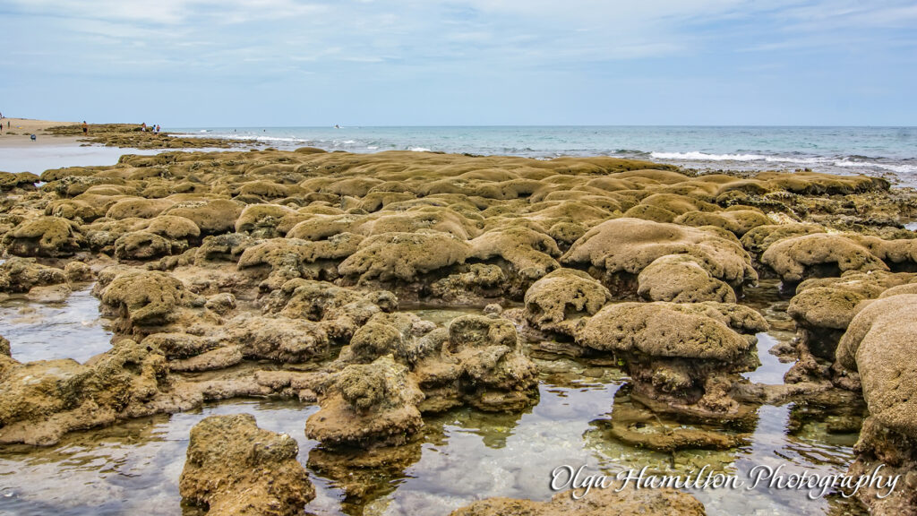 Bathtub Reef:, Stuart, Florida: A  Living Reef Built by Tiny Sea Worms - tube-building Sabellariid sea worms.