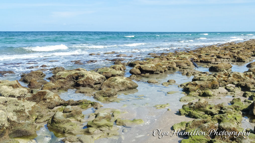 Bathtub Reef:, Stuart, Florida: A  Living Reef Built by Tiny Sea Worms - tube-building Sabellariid sea worms.