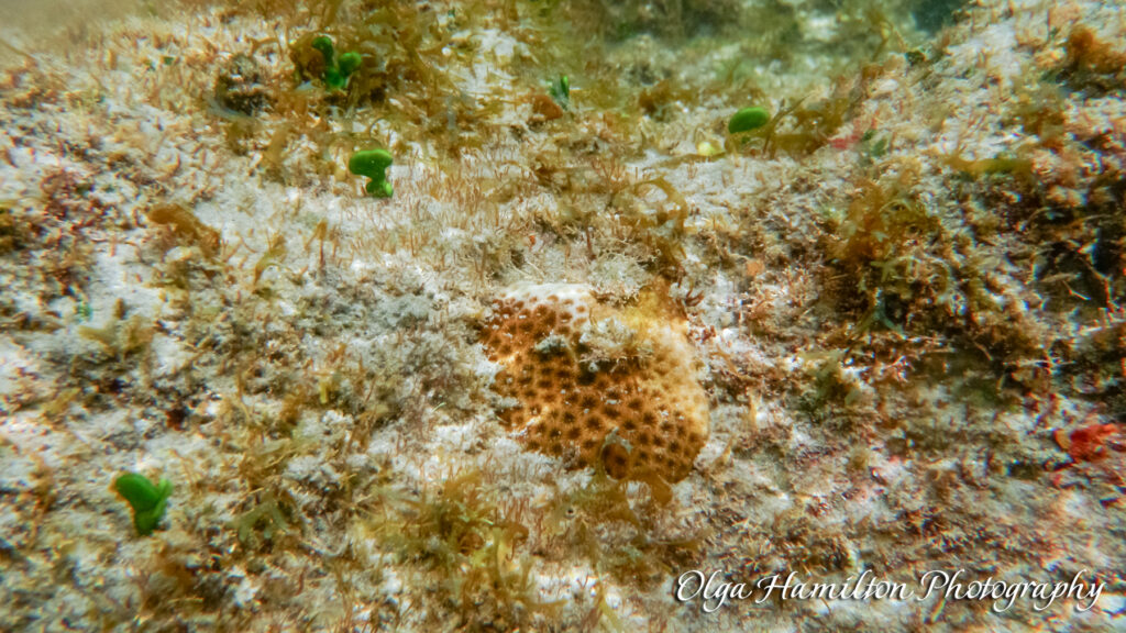 Bathtub Reef:, Stuart, Florida: A  Living Reef Built by Tiny Sea Worms - tube-building Sabellariid sea worms.