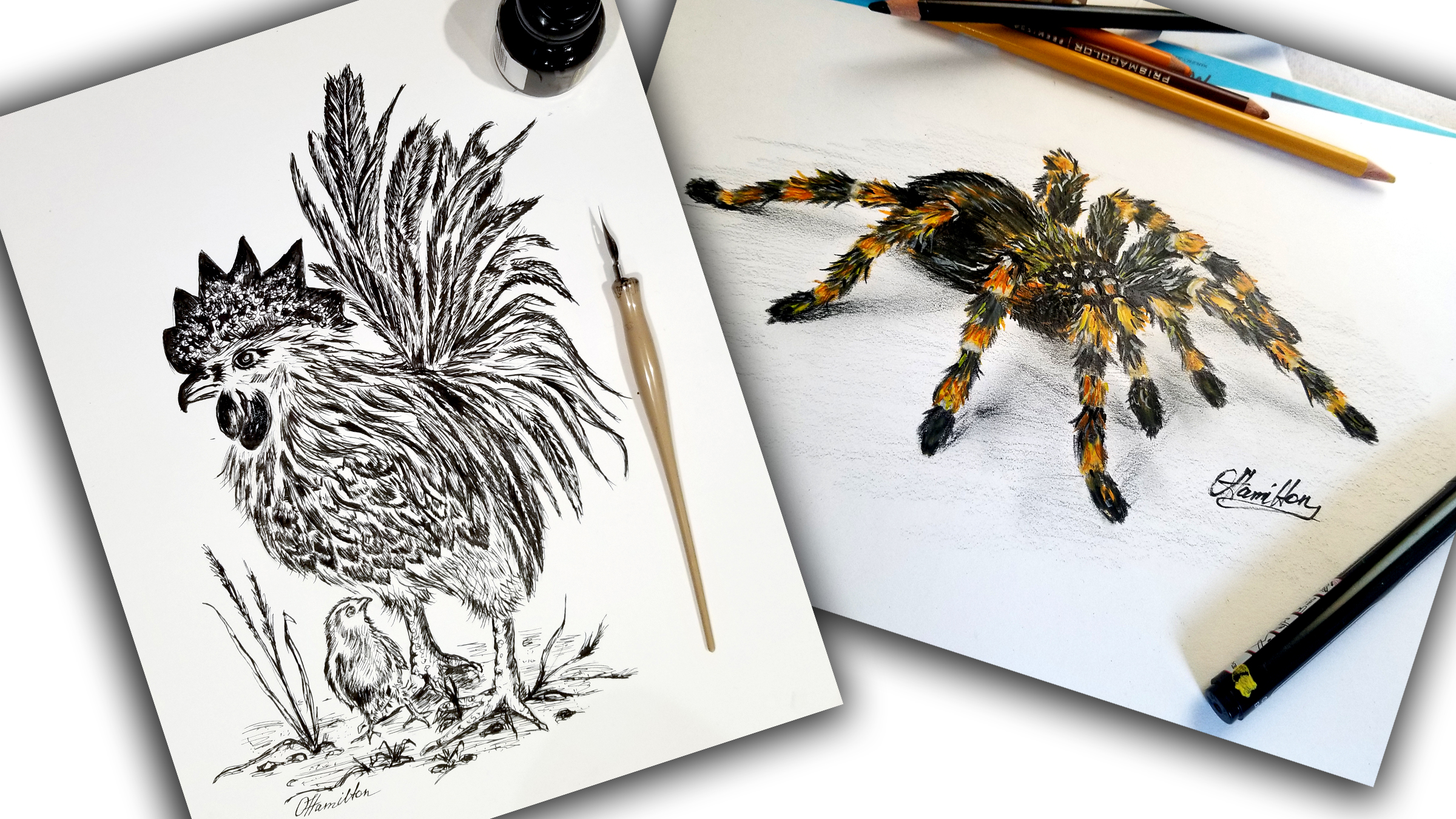 Olga Hamilton Fine Art for sale, Stuart, Martin County, Florida., MartinArts.